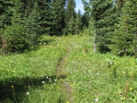 Nice trail